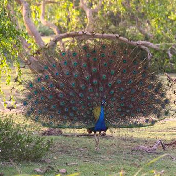 Bundala National Park