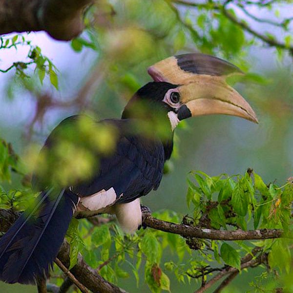 Bundala National Park