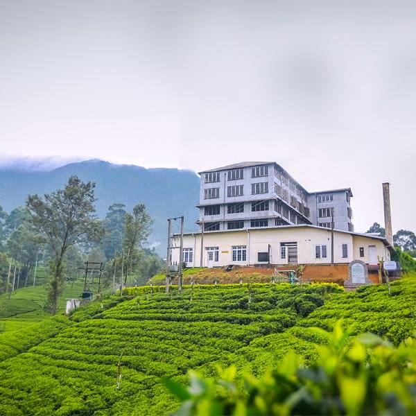 Tea Factory and Tea Plantation