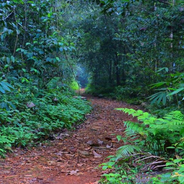 Trekking Sinharaja Rain Forest