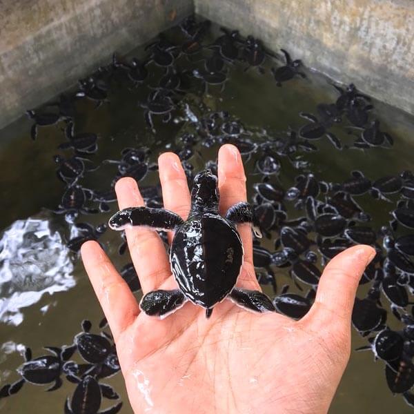 Turtle Hatchery