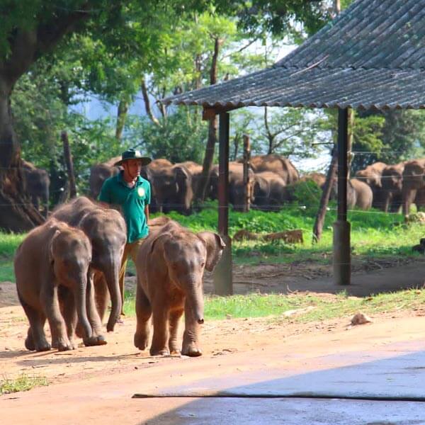 Udawalawe Elephant Transit Home