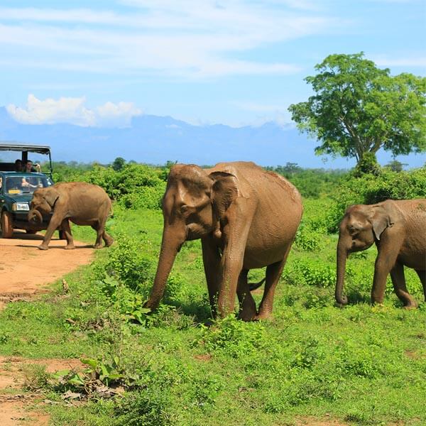 Udawalawe Safari