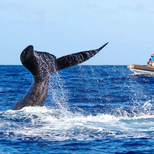Whale Watching in Mirissa
