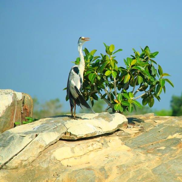 Kalametiya Eco Bird Watching Tour