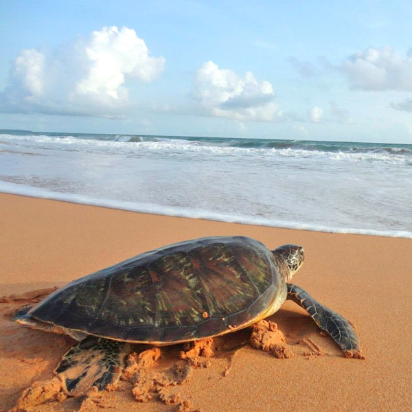 Turtles On The Beach