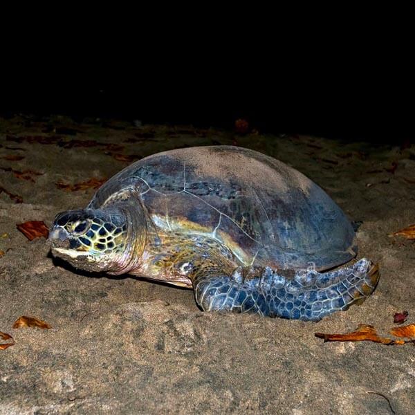 Turtles on the beach