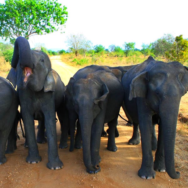 Udawalawe National Park2