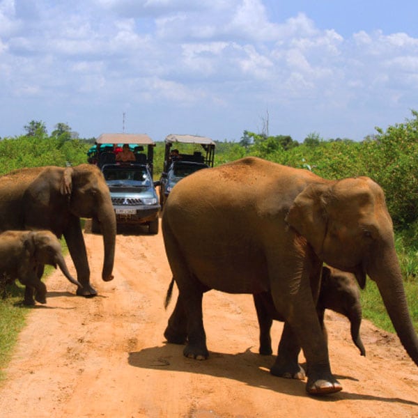 Udawalawe National Park3