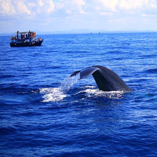 Whale Watching