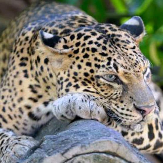 Wildlife Tour in Hambantota