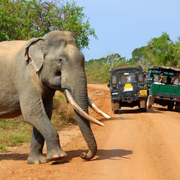 Yala National Park