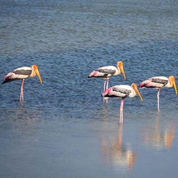 safari jeep tours in sri lanka