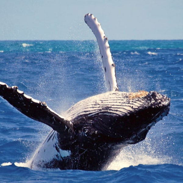 whale watching Tour