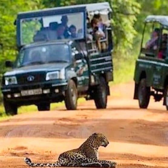 Safari in Yala National Park