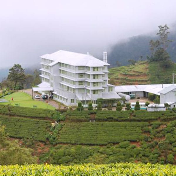 Visit Tea Plantation and Tea Factory
