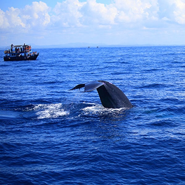 Whale watching in Mirissa