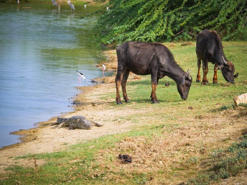 Bundala National Park Photo 5