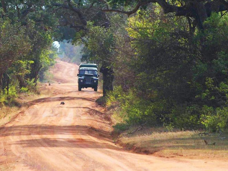 Private Safari Tour in Yala or Bundala National Park Car 