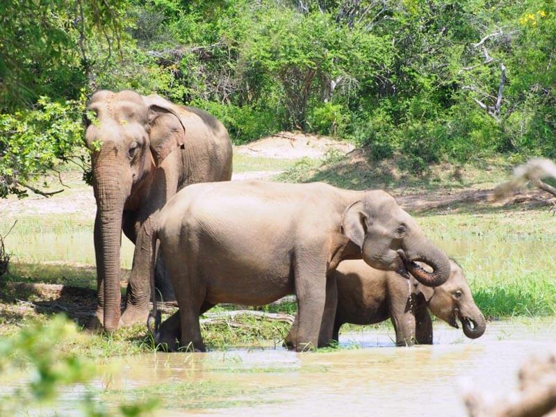 Yala National Park Photos 7