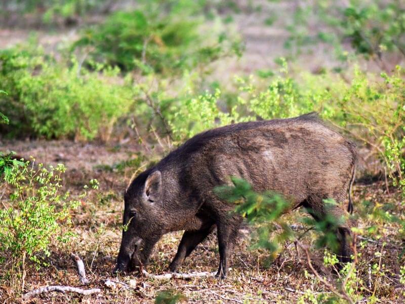 Yala National Park Photos 8