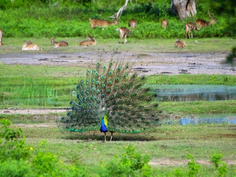 Yala National Park Photos 9