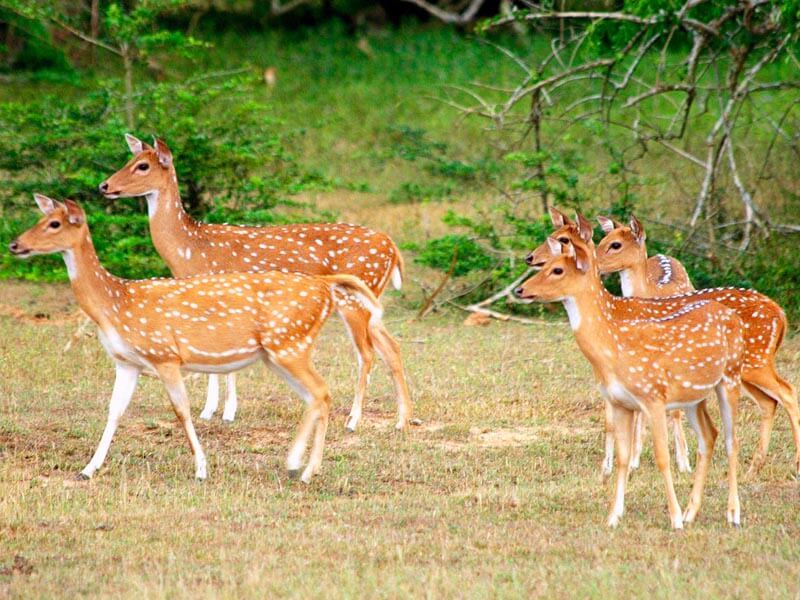 Udawalawe Safari Tour Gallery 5