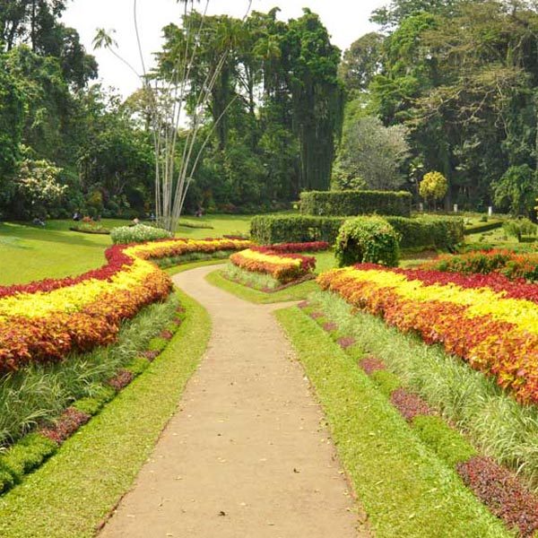 Peradeniya Botanical Gardens
