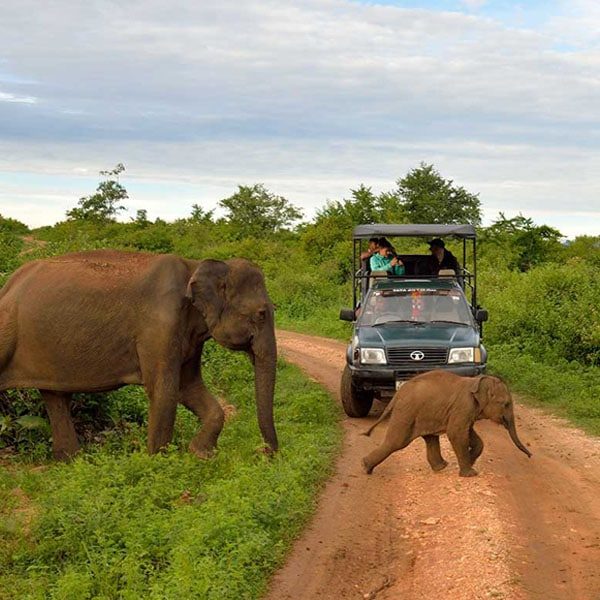 Udawalawe safari