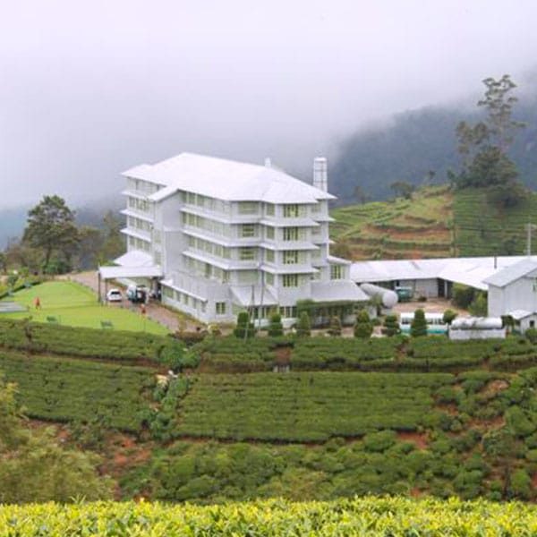 Visit Tea Plantation and Tea Factory